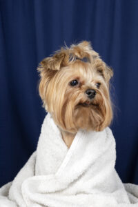 A beautifull dog image